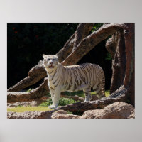 Nature Bengal White Tiger Photography