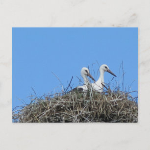 nature, bird, stork, nest, white, animal, sky, postcard