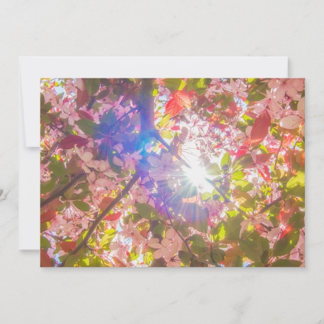  Nature blooms flowers light bloom sun Invitation (Front)