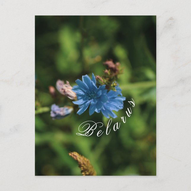 Nature Blue Corn Flower Belarus Symbol Postcard (Front)