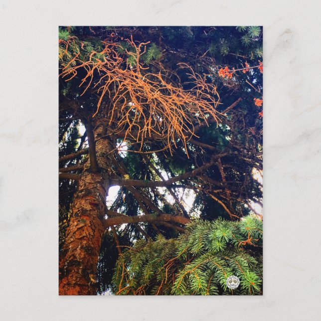 nature botanical garden plant pine tree postcard (Front)