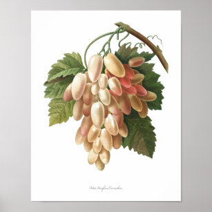 Nature,botanical print,artposter of Vitis Vinifera Poster