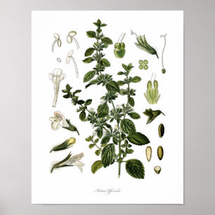 Nature,botanical print,flower art of Lemon Balm Poster