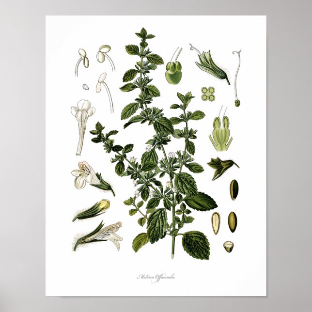 Nature,botanical print,flower art of Lemon Balm Poster (Front)