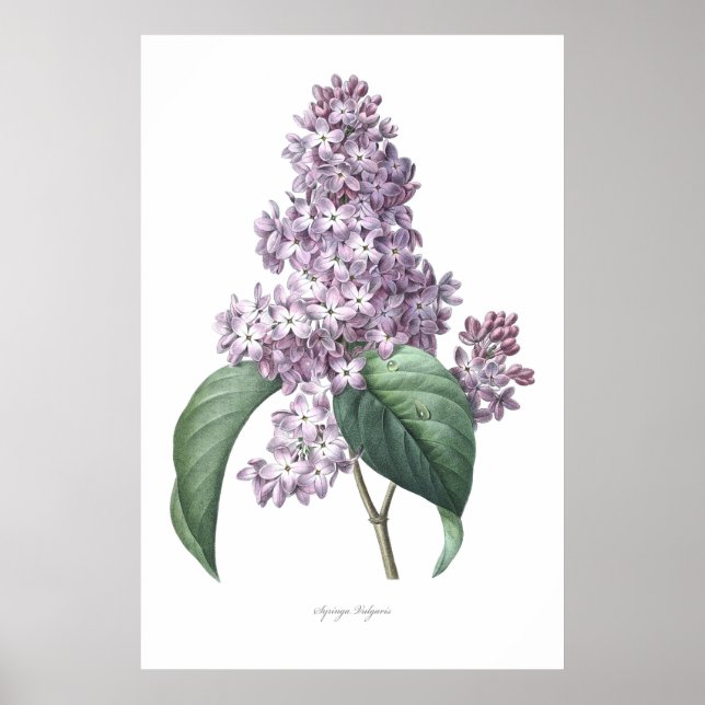 Nature,botanical print,flower art of  Lilac Poster (Front)