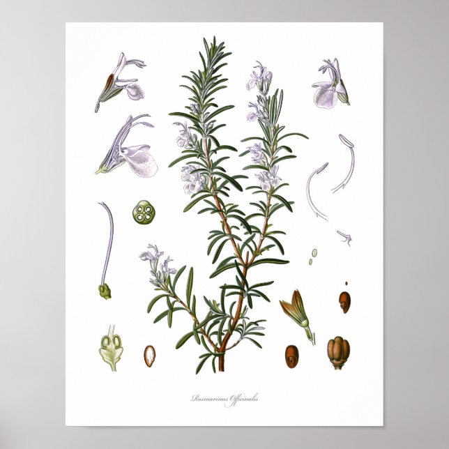 Nature,botanical print,flower art of Rosemary Poster (Front)