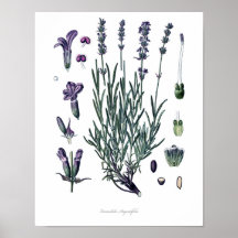 Nature,botanical print,flower art of True Lavender