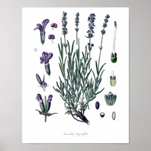 Nature,botanical print,flower art of True Lavender Poster