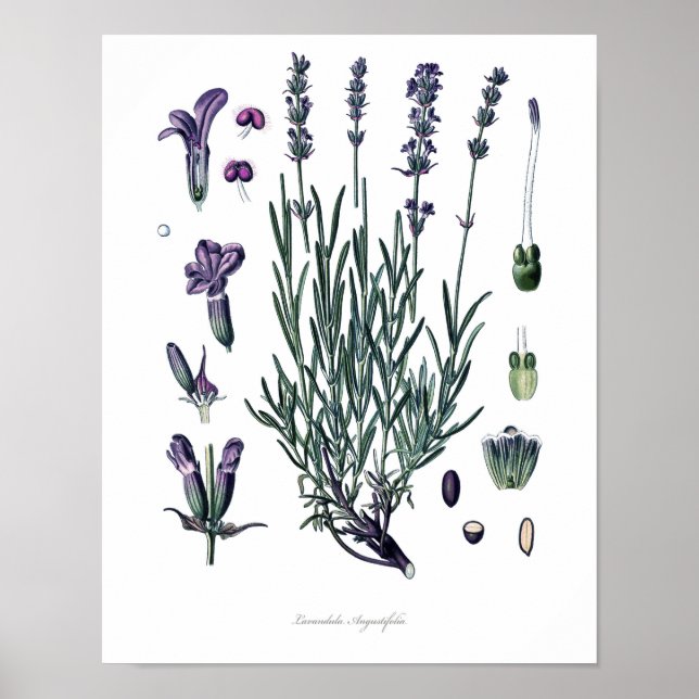 Nature,botanical print,flower art of True Lavender Poster (Front)