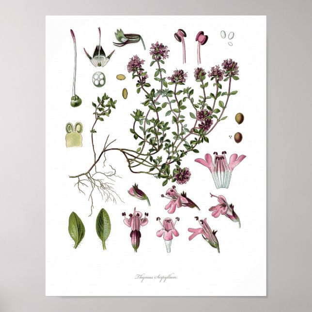 Nature,botanical print,flower art of Wild Thyme Poster (Front)