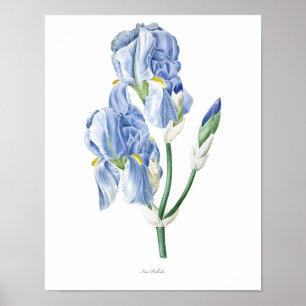 Nature,botanical print,flower art poster of Iris
