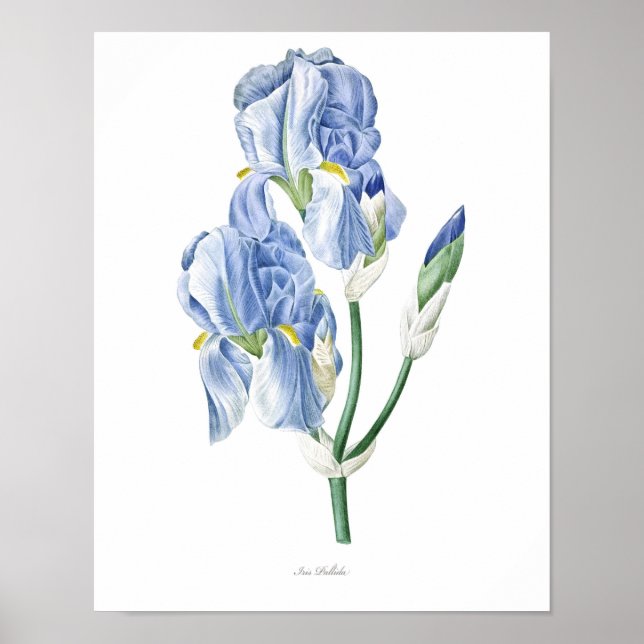 Nature,botanical print,flower art poster of Iris (Front)