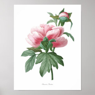 Nature,botanical print,flower art poster of Peony