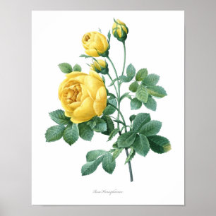 Nature, botanical print, flower art poster of Rose