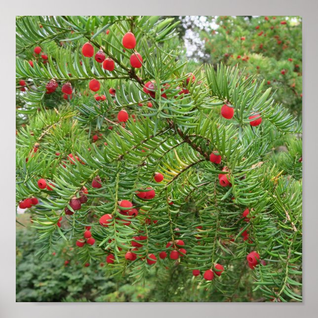 nature, branch, plant, natural, season, red, berry poster (Front)