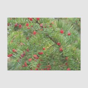 nature, branch, plant, natural, season, red, berry tissue paper