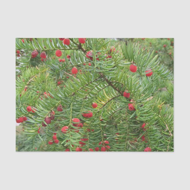 nature, branch, plant, natural, season, red, berry tissue paper (Front)