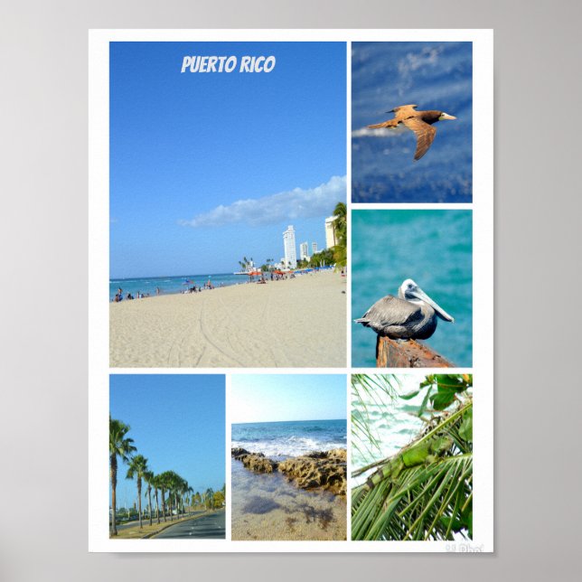 Nature collage of San Juan, Puerto Rico  Poster (Front)