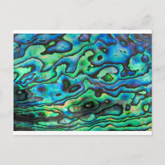 Nature design paua abalone shell postcard (Front)