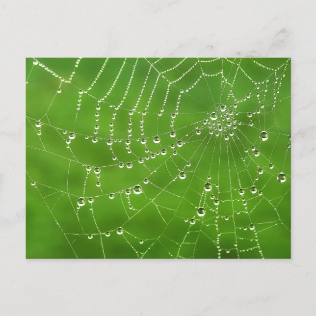 Nature Dew on Spider Web Postcard (Front)