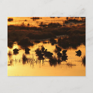 Nature - Ducks at Dawn Postcard