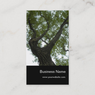 Nature/Evergreen Camphor Tree Business Card