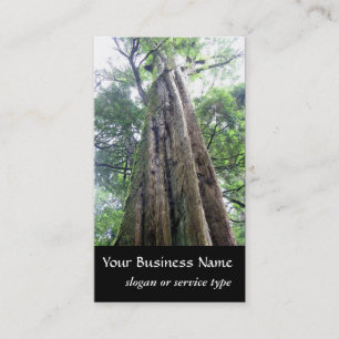Nature/Evergreen Old Tall Tree Naturalist  Business Card
