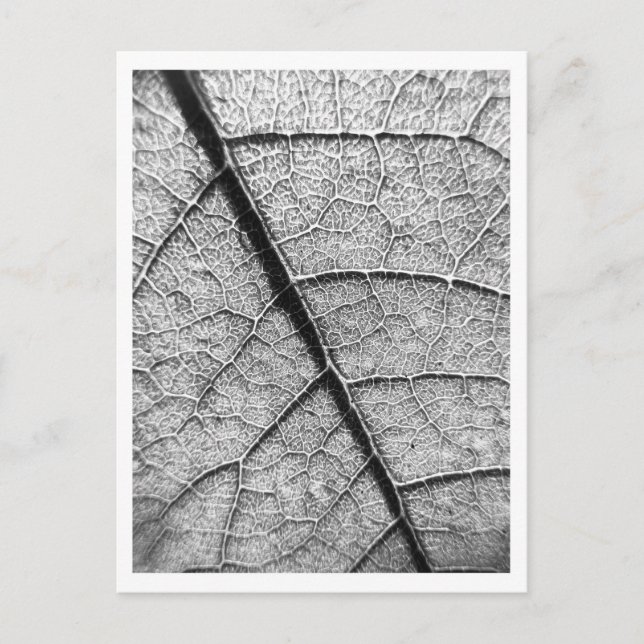 Nature Fine Art photography postcard (Front)