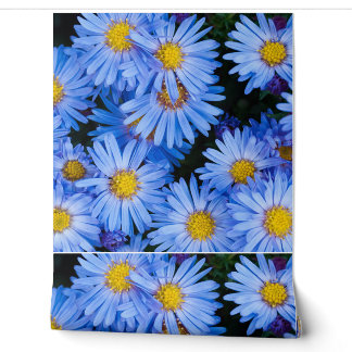 Nature  Floral  Bloom  Flowers  Petals  Botanical  Wallpaper