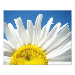 Nature Floral Photography Prints Daisy Decorative