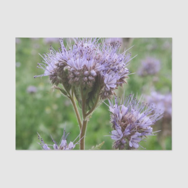nature, flower, summer, purple, blossom, floral, tissue paper (Front)