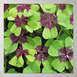Nature, Flower, Summer, Shamrock, Green, Botany, Poster