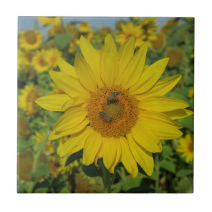 nature, flower, summer, sunflower, blossom, floral tile