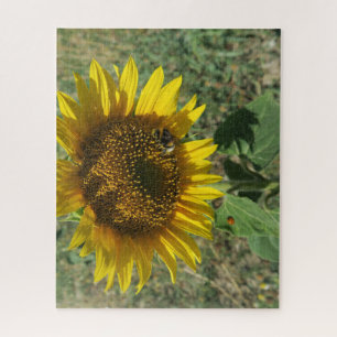 nature, flower, summer, sunflower, blossom,  jigsaw puzzle