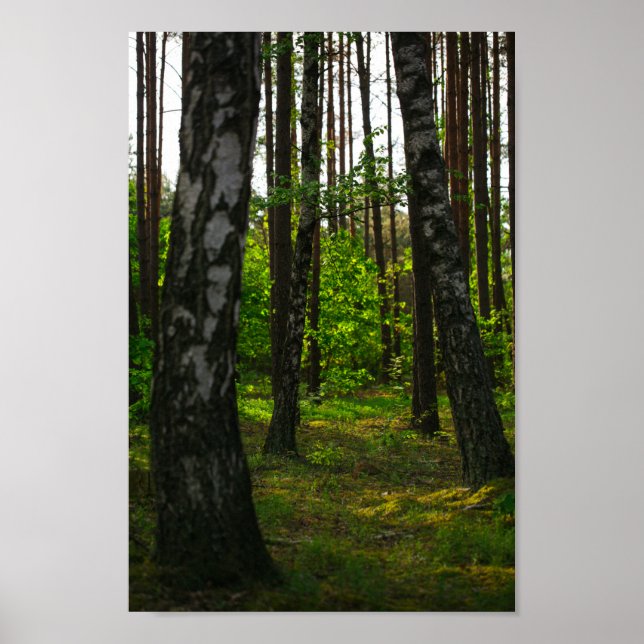 Nature Forest Birch Trees Landscape Belarus Poster (Front)