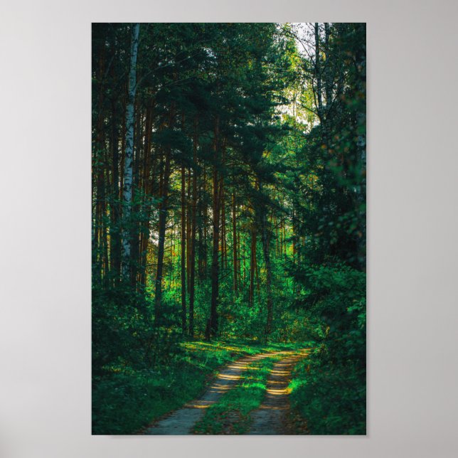 Nature Forest Birch Trees Landscape Road Poster (Front)