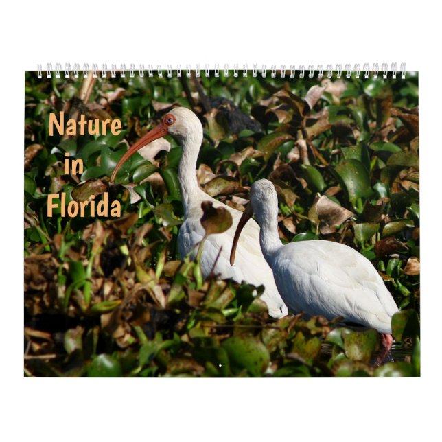 Nature in Florida Calendar (Cover)