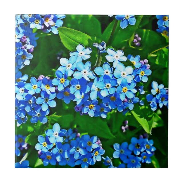 Nature Inspirations Bright Blue Forget Me Nots  Tile (Front)