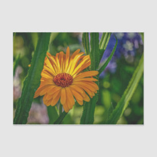 Nature Inspirations Orange Daisy Plays Peek-a-Boo Tissue Paper