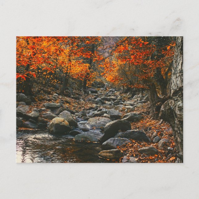 Nature Inspirations Romania, Autumn Forest Postcard (Front)