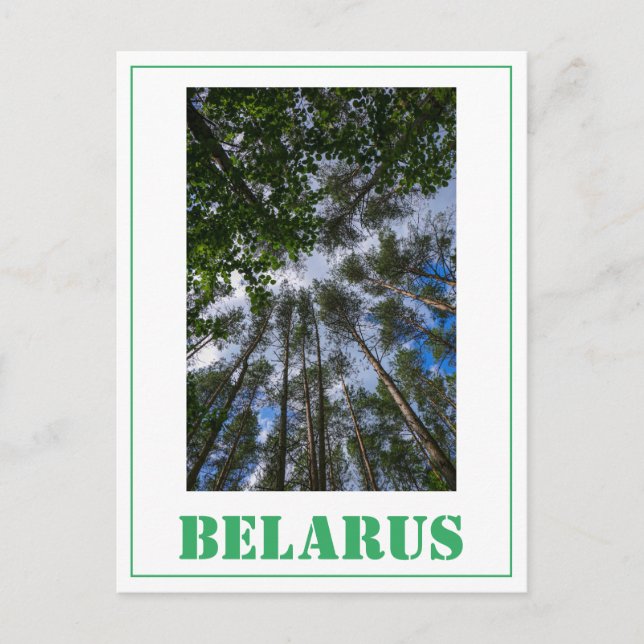 Nature Landscape Look Up Forest Belarus Postcard (Front)