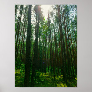 Nature Landscape Look Up Forest Belarus Poster