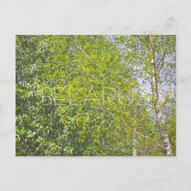 Nature Landscape Rural Scenery Birch Trees Postcard (Front)
