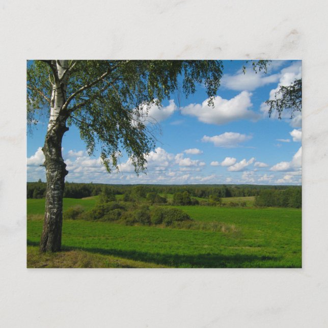 Nature Landscape Scenery Birch Belarus Postcard (Front)