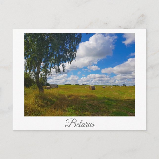 Nature Landscape Scenery Birch Tree Belarus Postcard (Front)