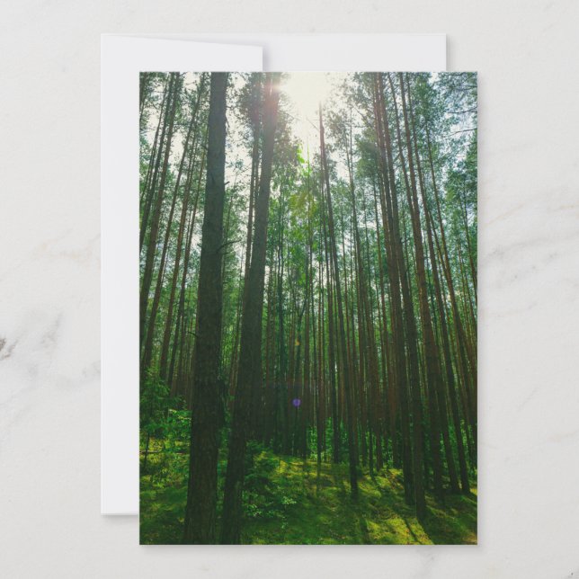 Nature Landscape Scenery Forest Belarus Flat Card (Front)