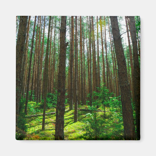 Nature Landscape Scenery Forest Belarus Magnet (Front)