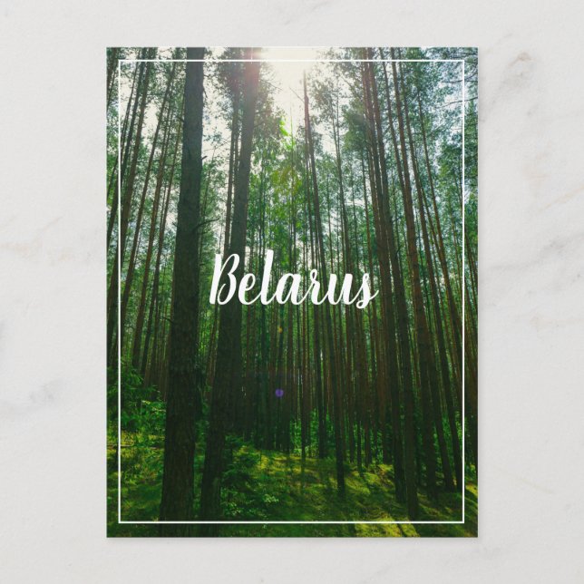 Nature Landscape Scenery Forest Belarus Postcard (Front)