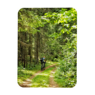 Nature Landscape Scenery Forest Birch Belarus Magnet