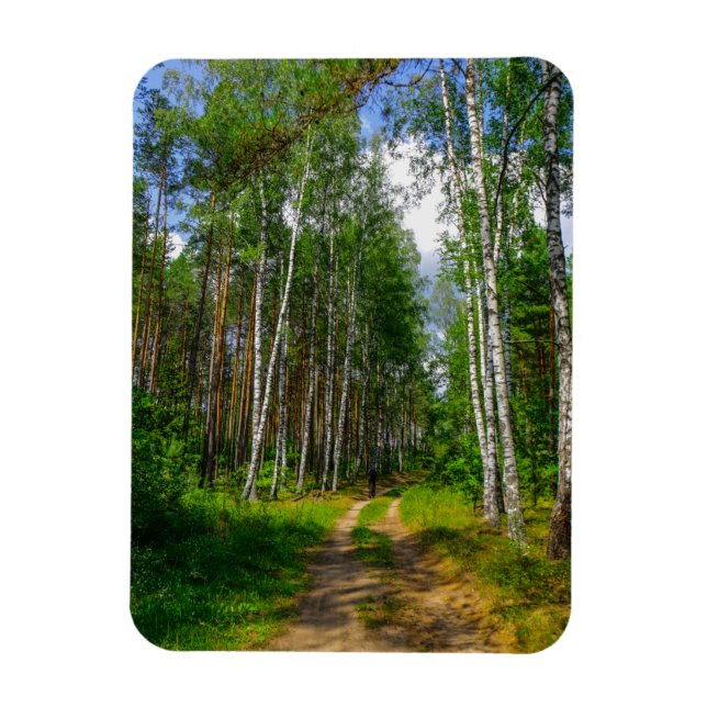 Nature Landscape Scenery Forest Birch Belarus Magnet (Vertical)